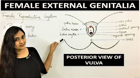 vagina real|Female external genitalia (vulva) Video & Image.